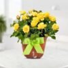 Sunny Delight Roses bouquet with vibrant yellow roses, ideal for cheerful celebrations, friendship, and uplifting gifts.