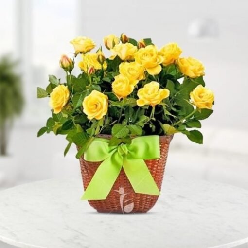 Sunny Delight Roses bouquet with vibrant yellow roses, ideal for cheerful celebrations, friendship, and uplifting gifts.