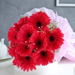 A bouquet of vivid scarlet gerberas with lush green accents, arranged beautifully to express passion and love.